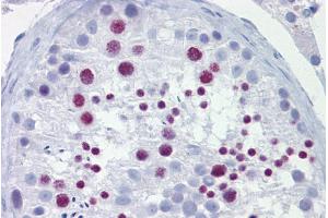 Immunohistochemistry with Testis tissue at an antibody concentration of 10µg/ml using anti-BRD3 antibody (ARP34431_P050)