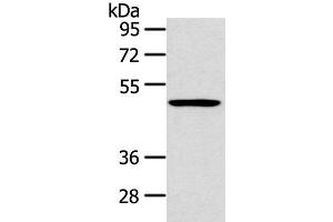 Western blot analysis of 231 cell using HTRA1 Polyclonal Antibody at dilution of 1:500 (HTRA1 anticorps)