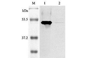 Western blot analysis of mouse IDO using anti-IDO (mouse), pAb  at 1:2,000 dilution. (IDO1 anticorps)