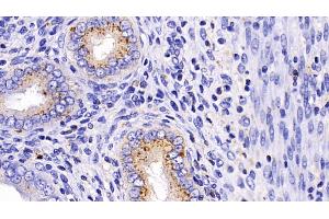 Detection of PSAP in Rat Uterus Tissue using Polyclonal Antibody to Prosaposin (PSAP)