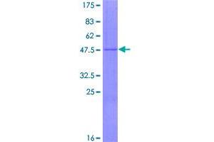 Image no. 1 for NADH Dehydrogenase (Ubiquinone) 1 beta Subcomplex, 10, 22kDa (NDUFB10) (AA 1-172) protein (GST tag) (ABIN1312245)
