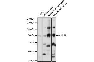 Western blot analysis of extracts of various cell lines, using KLHL41 antibody (ABIN6289966) at 1:1000 dilution.