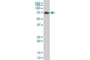 IL31RA polyclonal antibody (A01).