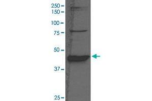 Western Blot analysis of rat liver tissue lysate with BHMT polyclonal antibody  at 1:1000 dilution. (BHMT anticorps  (N-Term))