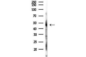 Western blot analysis of lysates from Rat liver, using GPR88 Antibody at 1/1000 dilution.