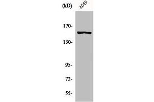 Western Blot analysis of A549 cells using GPR116 Polyclonal Antibody (G Protein-Coupled Receptor 116 anticorps  (N-Term))