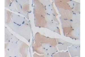 Detection of LRRC32 in Rat Skeletal muscle Tissue using Polyclonal Antibody to Leucine Rich Repeat Containing Protein 32 (LRRC32) (LRRC32 anticorps  (AA 162-405))