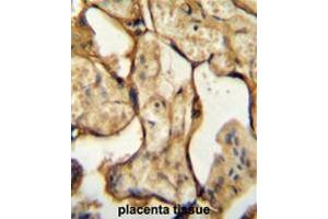 anti-Chorionic Somatomammotropin Hormone 1 (Placental Lactogen) (CSH1) (AA 180-208), (C-Term) antibody