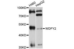 Western blot analysis of extracts of H460 and HepG2 cells, using WDFY2 antibody. (WDFY2 anticorps)