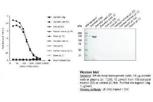 Image no. 1 for anti-Vitellogenin (VTG) antibody (ABIN123821) (Vitellogenin anticorps)