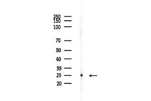 Western blot analysis of lysates from Mouse testis, using NDUFS8 Antibody at 1/1000 dilution.