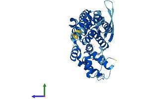 AlphaFold protein structure predicition of Mouse Recombinant Rfc3 Protein, UniprotID Q8R323