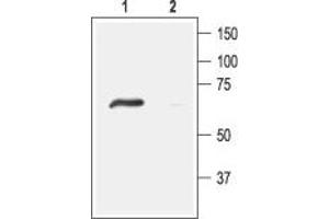 Western blot analysis of rat DRG lysates: - 1. (ACCN4 anticorps  (Intracellular, N-Term))