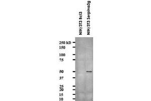 Western blot showing Serpina3g monoclonal antibody, clone MoFo29. (serine (Or Cysteine) Peptidase Inhibitor, Clade A, Member 3G (Serpina3g) (AA 406-426) anticorps)