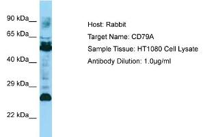 Host: Rabbit Target Name: CD79A Sample Type: HT1080 Whole Cell lysates Antibody Dilution: 1. (CD79a anticorps  (C-Term))