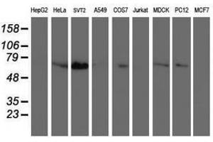Image no. 1 for anti-Schwannomin Interacting Protein 1 (SCHIP1) antibody (ABIN1500823)
