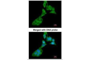ICC/IF Image Immunofluorescence analysis of paraformaldehyde-fixed A549, using MMP3, antibody at 1:200 dilution. (MMP3 anticorps  (N-Term))
