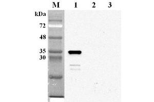 Western blot analysis using anti-NMNAT2 (human), mAb (Nady-1)  at 1:2'000 dilution. (NMNAT2 anticorps)