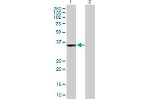 Western Blot analysis of S1PR3 expression in transfected 293T cell line by S1PR3 MaxPab polyclonal antibody. (S1PR3 anticorps  (AA 1-378))