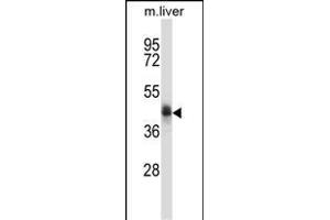C5orf33 Antibody (Center) (ABIN657726 and ABIN2846712) western blot analysis in mouse liver tissue lysates (35 μg/lane).
