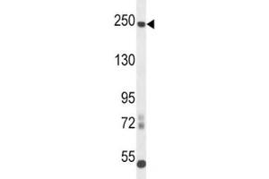 L1CAM antibody western blot analysis in mouse cerebellum tissue lysate.