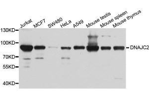 Western blot analysis of extracts of various cell lines, using DNAJC2 antibody.