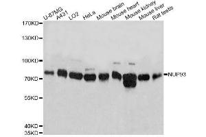 Western blot analysis of extracts of various cell lines, using NUP93 antibody. (NUP93 anticorps  (AA 670-819))