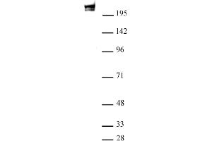 RNA pol II antibody (mAb) (Clone 1F4B6) tested by Western blot. (POLR2F anticorps)