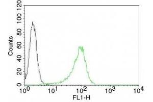 anti-Nuclear Antigen antibody