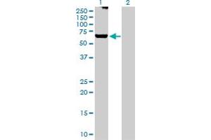 Western Blot analysis of GRK6 expression in transfected 293T cell line by GRK6 MaxPab polyclonal antibody. (GRK6 anticorps  (AA 1-589))