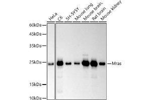 Western blot analysis of extracts of various cell lines, using Mras antibody (ABIN7268703) at 1:500 dilution. (MRAS anticorps)