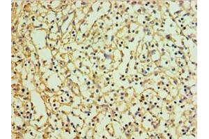 Immunohistochemistry of paraffin-embedded human spleen tissue using ABIN7151129 at dilution of 1:100