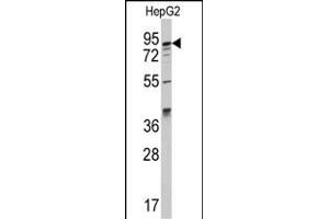 Western blot analysis of anti-K1 Antibody (C-term) (ABIN392338 and ABIN2841979) in HepG2 cell line lysates (35 μg/lane). (AAK1 anticorps  (C-Term))