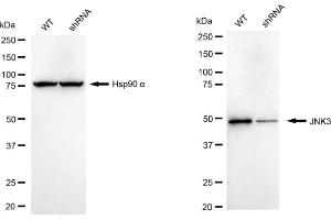 Western blotting analysis using JNK3 antibody (ABIN7799443).