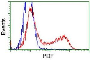 HEK293T cells transfected with either RC205788 overexpress plasmid (Red) or empty vector control plasmid (Blue) were immunostained by anti-PDF antibody (ABIN2454640), and then analyzed by flow cytometry. (GDF15 anticorps)