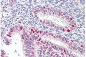 Anti-MARCH7 antibody IHC staining of human uterus. (MARCH7 anticorps  (AA 334-344))