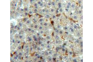 IHC-P analysis of liver tissue, with DAB staining. (Annexin V anticorps  (AA 1-319))