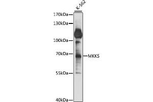 Western blot analysis of extracts of K-562 cells, using MKKS antibody (ABIN7268433) at 1:1000 dilution.