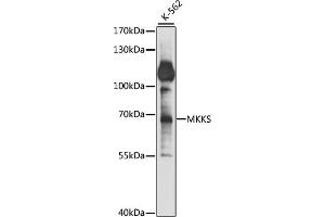 Western blot analysis of extracts of K-562 cells, using MKKS antibody (ABIN7268433) at 1:1000 dilution. (MKKS anticorps  (AA 221-570))