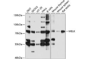 Western blot analysis of extracts of various cell lines, using MELK antibody (ABIN6128225, ABIN6143725, ABIN6143726 and ABIN6214984) at 1:1000 dilution. (MELK anticorps  (AA 412-651))