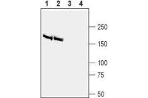 Western blot analysis of rat (lanes 1 and 3) and mouse (lanes 2 and 4) brain membranes: - 1,2. (BAI2 anticorps  (Extracellular, N-Term))