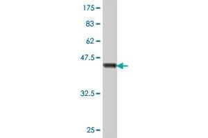 Western Blot detection against Immunogen (47.