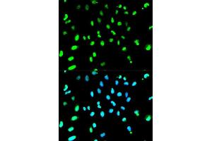 Immunofluorescence (IF) image for anti-TAR DNA Binding Protein (TARDBP) (AA 1-260) antibody (ABIN3021656) (TARDBP anticorps  (AA 1-260))