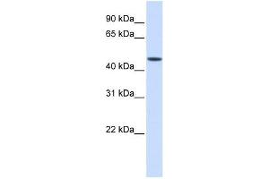 JMJD5 antibody used at 0. (JMJD5 anticorps  (Middle Region))
