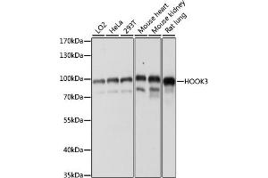 Western blot analysis of extracts of various cell lines, using HOOK3 antibody (ABIN7267781) at 1:1000 dilution. (HOOK3 anticorps  (AA 489-718))