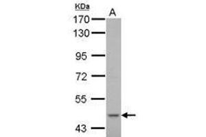 Image no. 1 for anti-Cytochrome P450, Family 51, Subfamily A, Polypeptide 1 (CYP51A1) (AA 80-337) antibody (ABIN1497741) (CYP51A1 anticorps  (AA 80-337))