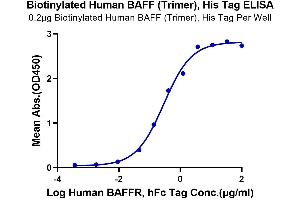 Immobilized Biotinylated Human BAFF (Trimer) at 2 μg/mL (100 μL/Well) on the plate.