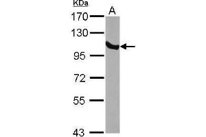 WB Image Sample (30 ug of whole cell lysate) A: NIH-3T3 7.