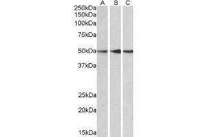 ABIN184647 (0. (PPP2R5E anticorps  (C-Term))