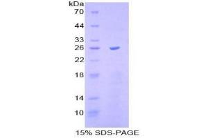 SDS-PAGE analysis of Mouse Caspase 11 Protein. (Caspase 4 Protéine)